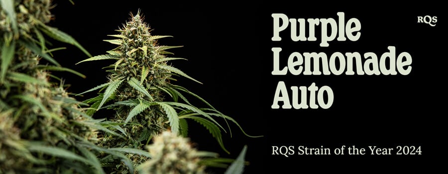Close-up of a Purple Lemonade Auto Marijuana Plant Close-up photo of a Purple Lemonade Auto marijuana plant with green leaves, purple and white hairs, in a pot. Informational image not intended as medical advice.