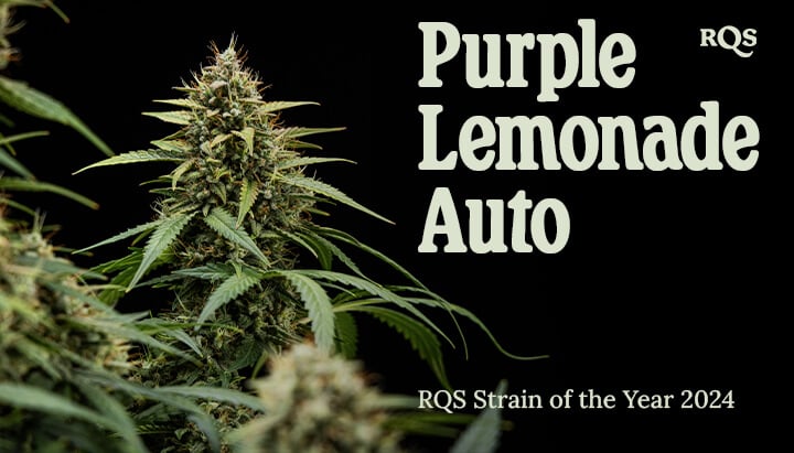 Close-up of a Purple Lemonade Auto Marijuana Plant Close-up photo of a Purple Lemonade Auto marijuana plant with green leaves, purple and white hairs, in a pot. Informational image not intended as medical advice.