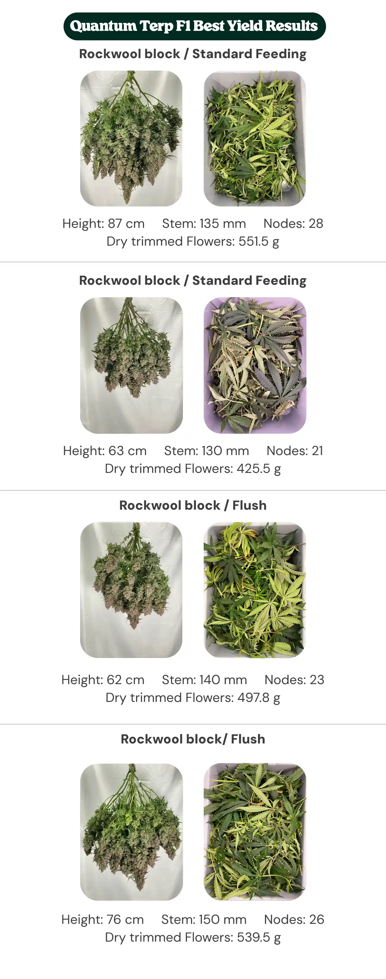 Quantum Terp F1 results overview comparing Rockwool Type 01 and new generation block treatments with standard feeding and flush, showing plant height, stem diameter, node count, and dry trimmed flower weight.