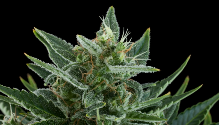 Quick One cannabis bud with frosty resinous flowers, green sugar leaves, orange pistils, and compact growth against a dark background.