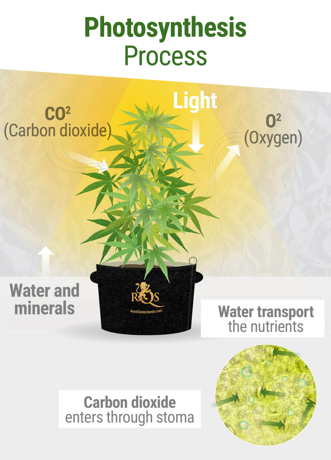 CO₂ During Photosynthesis