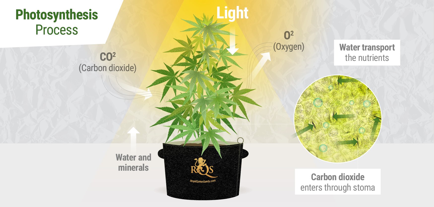 CO₂ During Photosynthesis