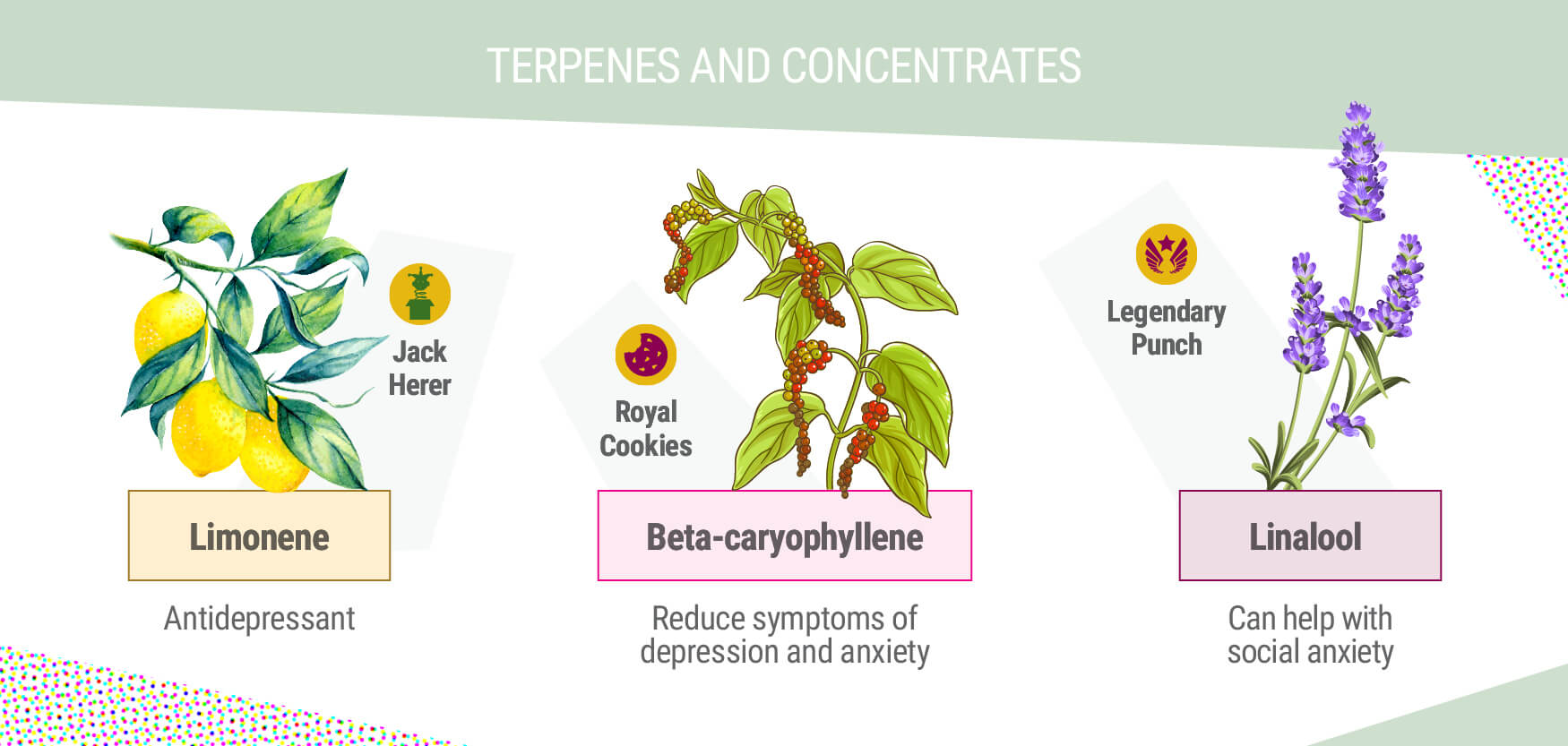 Terpenes and Concentrates
