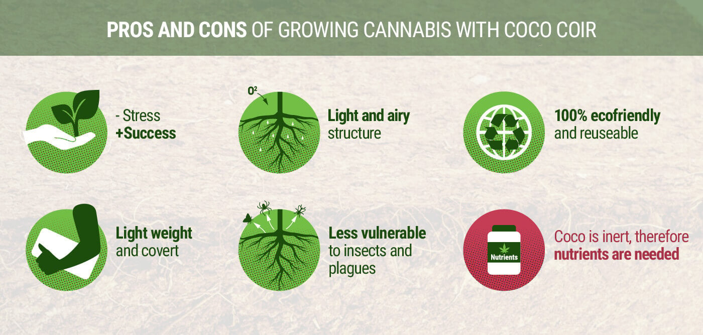 Pros and Cons of Growing Cannabis With Coco Coir