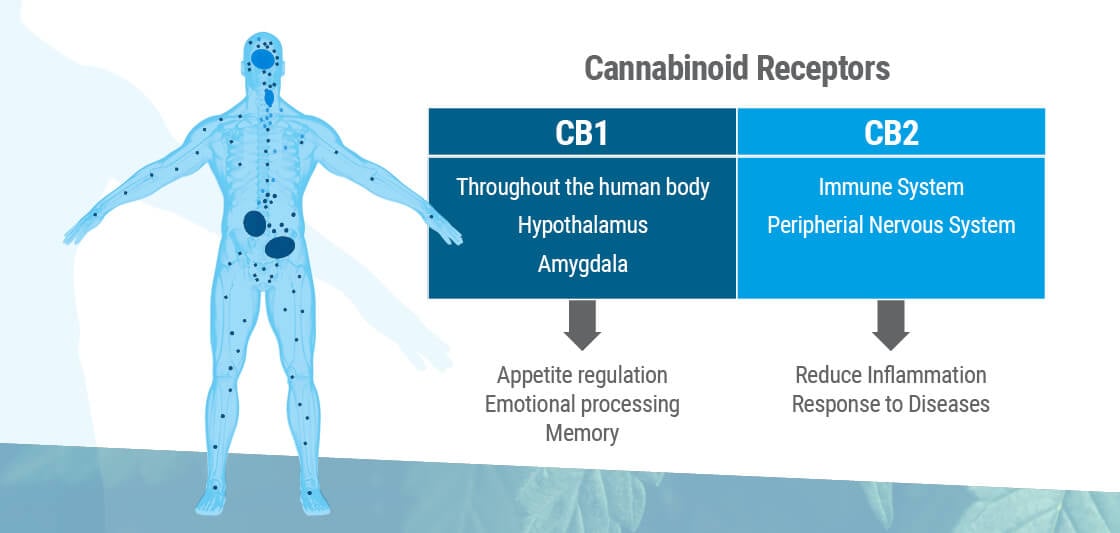 Cannabinoid Receptors, CB1 and CB2