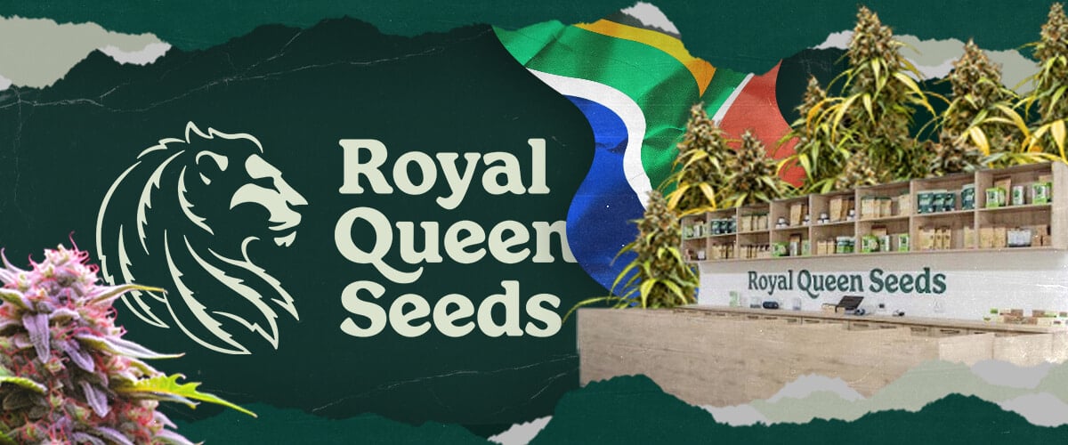 Inside the Royal Queen Seeds Store in Durban, South Africa Inside Royal Queen Seeds Durban: This image provides a look inside the RQS store in Durban, South Africa, showcasing their selection of cannabis seeds and growing supplies.