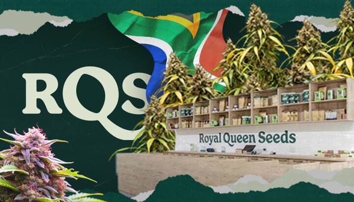 Inside the Royal Queen Seeds Store in Durban, South Africa Inside Royal Queen Seeds Durban: This image provides a look inside the RQS store in Durban, South Africa, showcasing their selection of cannabis seeds and growing supplies.