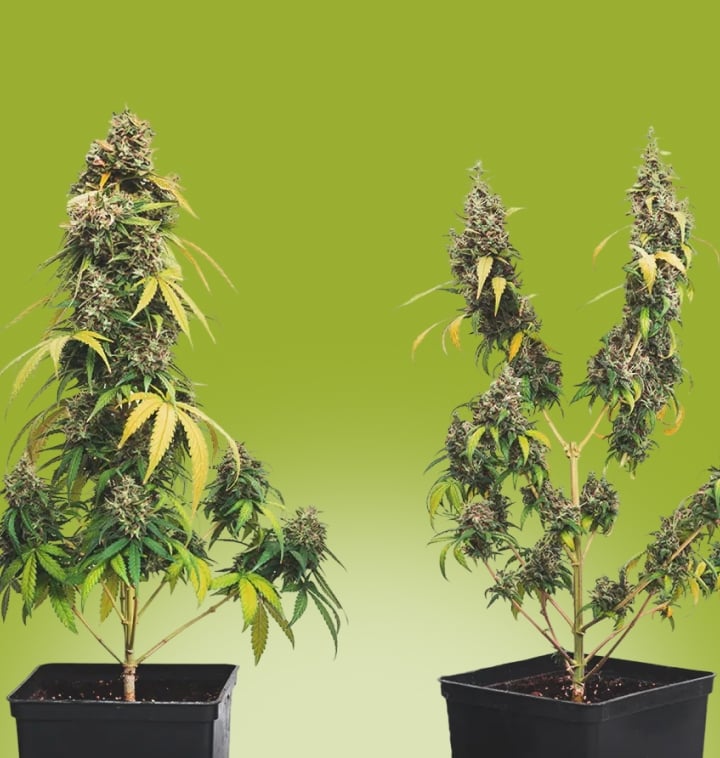 Side-by-side example of cannabis topping: untopped plant with one main cola compared to a topped plant with multiple colas