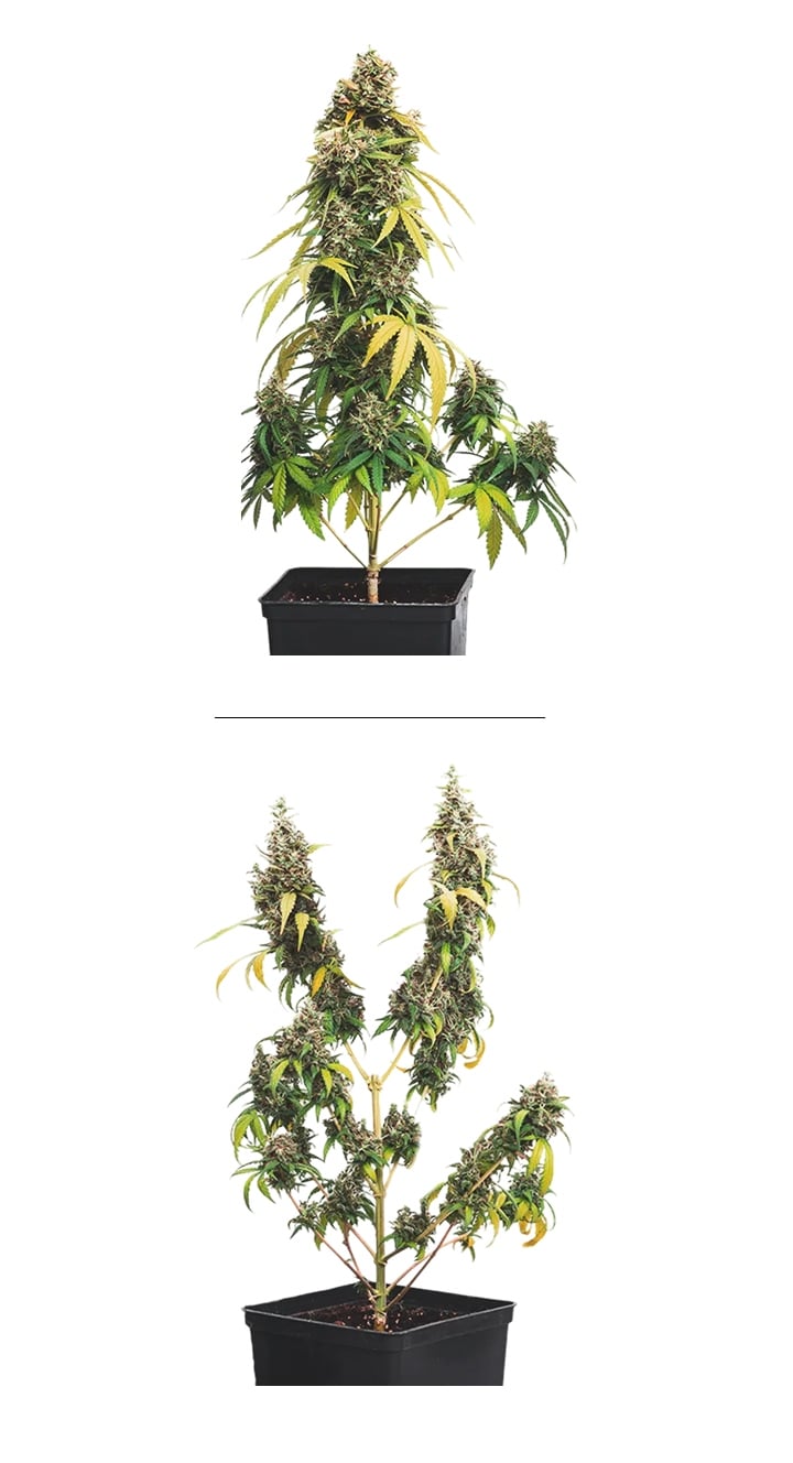Cannabis topping example (topped vs untopped) Side-by-side example of cannabis topping: untopped plant with one main cola compared to a topped plant with multiple colas