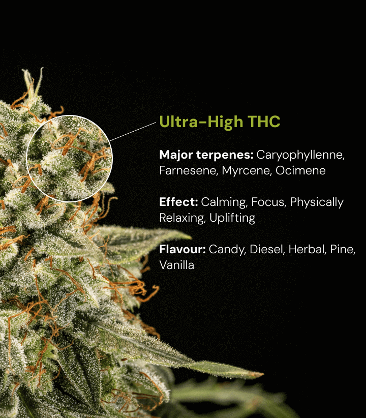 Ultra-High THC Cannabis Strain | Terpenes, Effects & Flavour Discover an ultra-high THC cannabis strain with major terpenes like caryophyllene, farnesene, myrcene and ocimene, plus calming, uplifting effects and candy-diesel flavour.