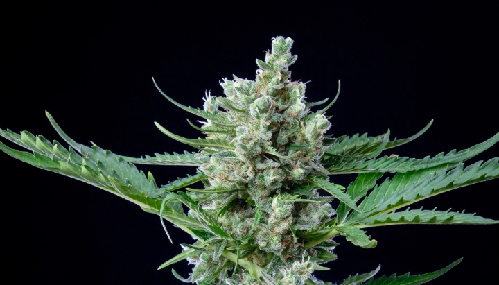 Royal Bluematic cannabis bud with dense resinous flowers, white pistils, green leaves, and compact flowering growth against a dark background.