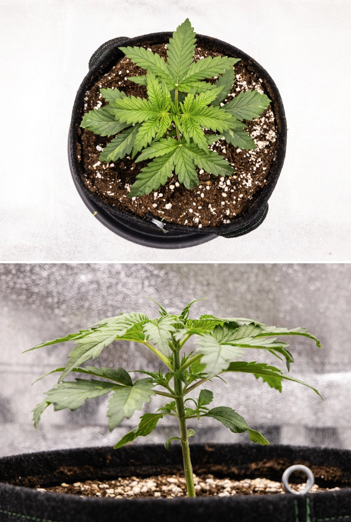 Royal Creamatic Grow Report: Week 2 Vegetative Growth Royal Creamatic cannabis plant in week 2, showing compact vegetative growth, healthy green leaves, short internodes, and perlite-rich soil.