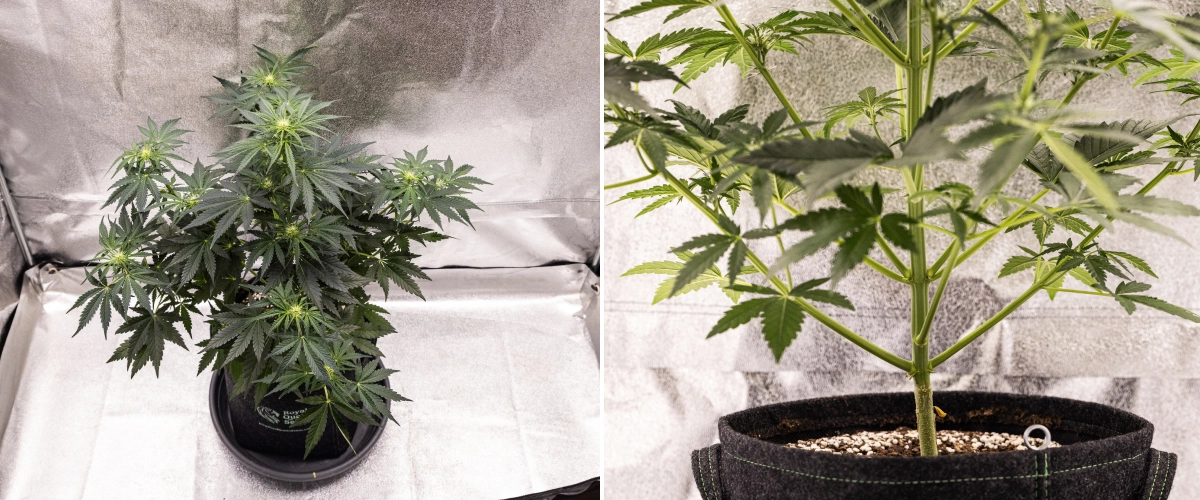 Royal Creamatic Grow Report: Week 5 Flower Development Royal Creamatic cannabis plant in week 5, showing developing buds, healthy green foliage, strong branches, and a balanced flowering structure.
