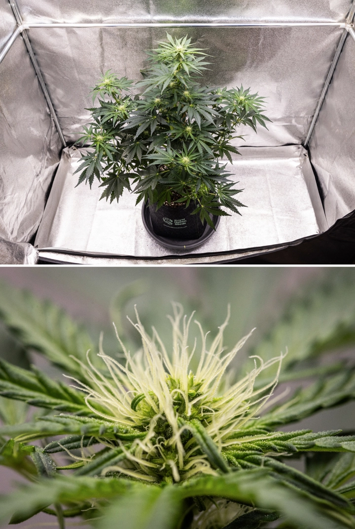 Royal Creamatic Grow Report: Week 6 Resin Production Royal Creamatic cannabis plant in week 6, showing resinous buds, white pistils, healthy foliage, and a pronounced main cola.