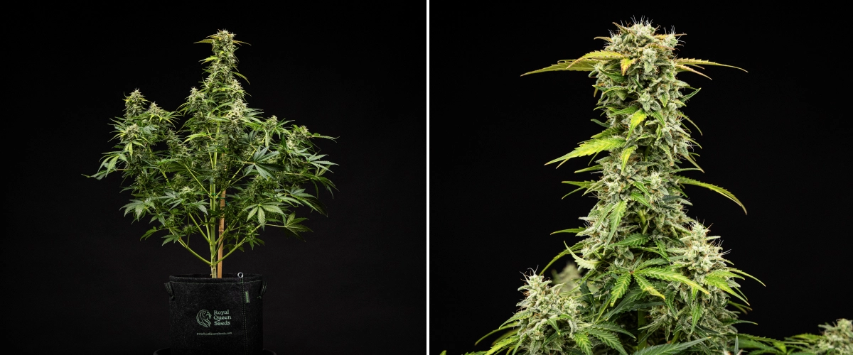 Royal Creamatic Grow Report: Week 9 Harvest-Ready Buds Royal Creamatic cannabis plant in week 9, showing harvest-ready buds, frosty trichomes, white pistils, and a strong main cola.