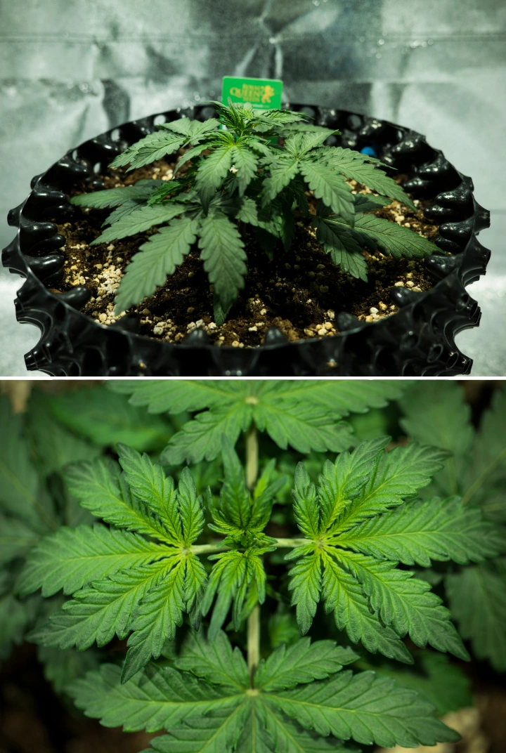 Royal Dwarf cannabis plant in week 2, showing compact vegetative growth, healthy green leaves, short internodes, and perlite-rich soil.