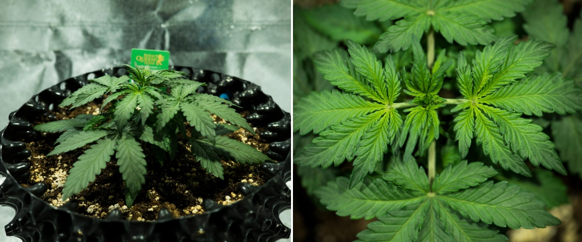 Royal Dwarf cannabis plant in week 2, showing compact vegetative growth, healthy green leaves, short internodes, and perlite-rich soil.