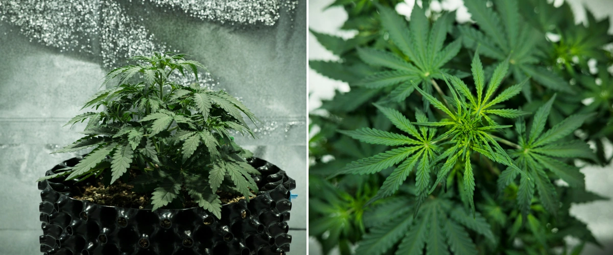 Royal Dwarf cannabis plant in week 3, showing compact leafy growth, early flowering signs, healthy green foliage, and an AirPot container.