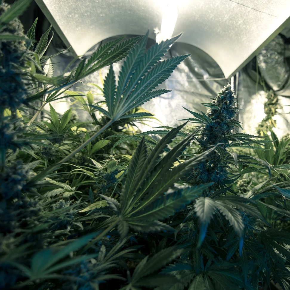 Royal Gorilla Royal Gorilla