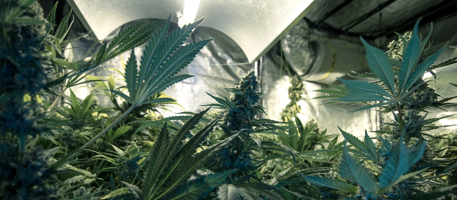 Royal Gorilla Royal Gorilla