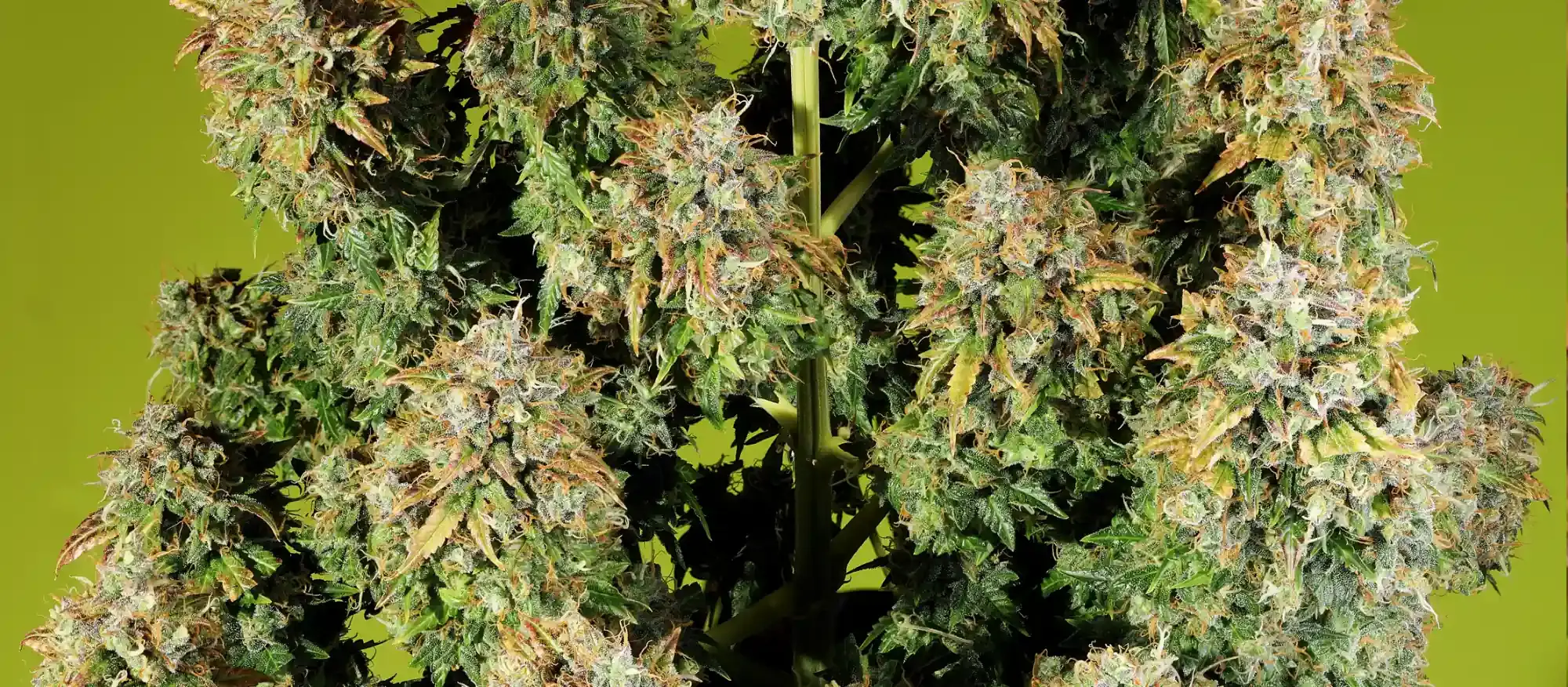 Royal Haze Automatic Royal Haze Automatic