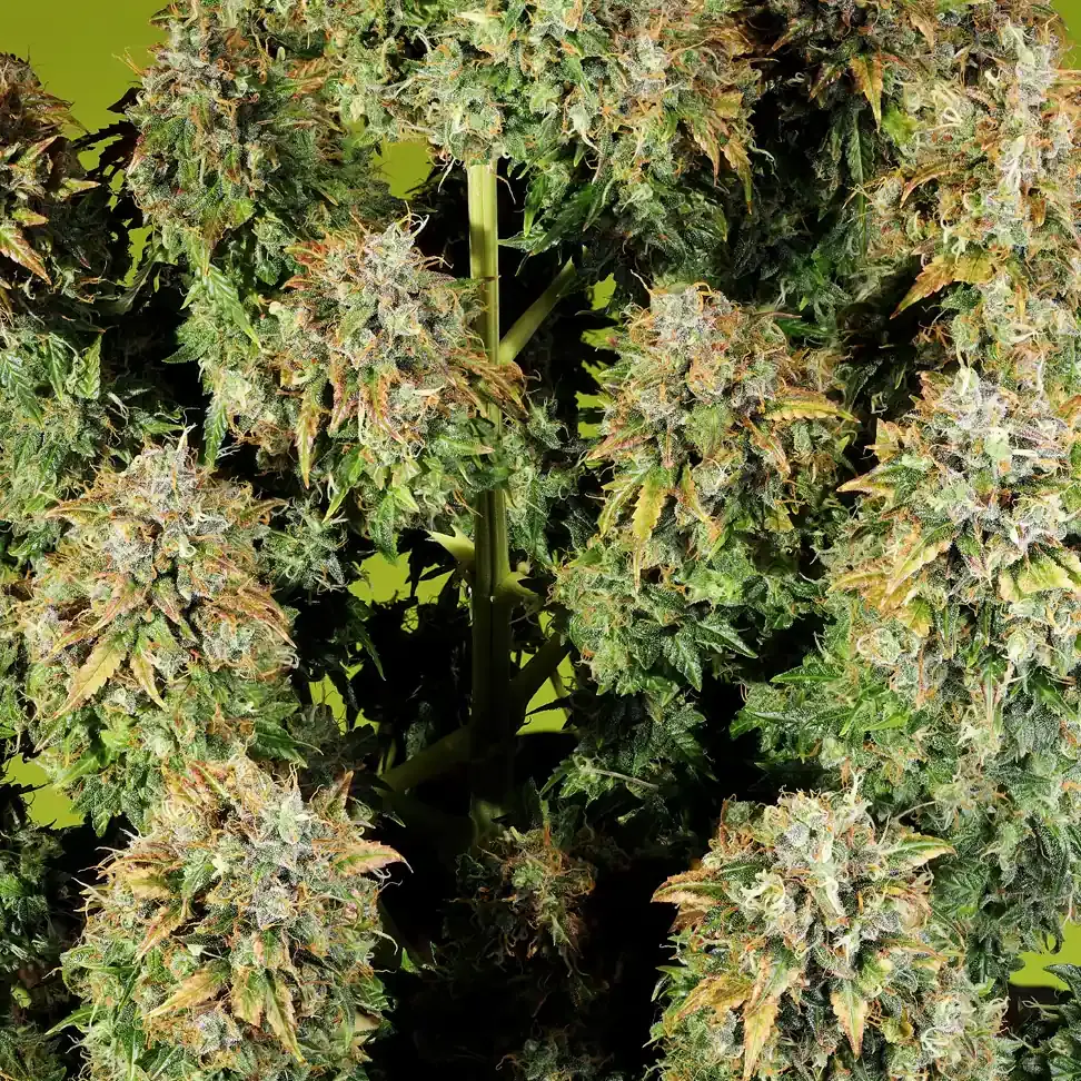 Royal Haze Automatic Royal Haze Automatic