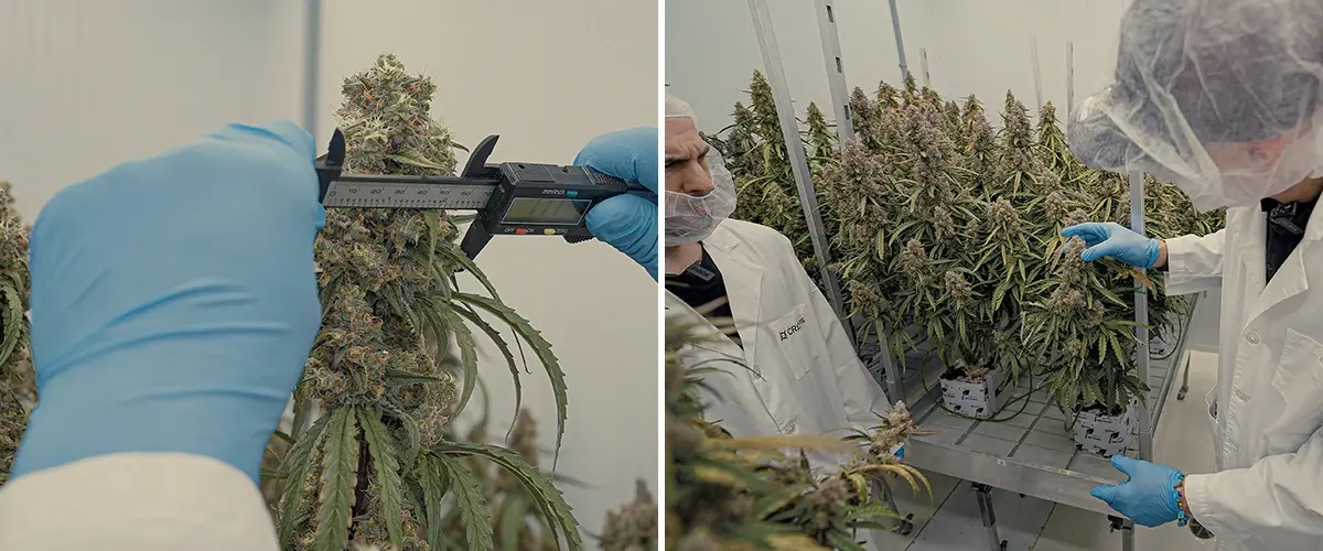 An illustration of uniform F1 cannabis hybrids growing in a controlled CRIC Labs environment, highlighting consistency in size, shape, potency, and flavor, set against a green background.