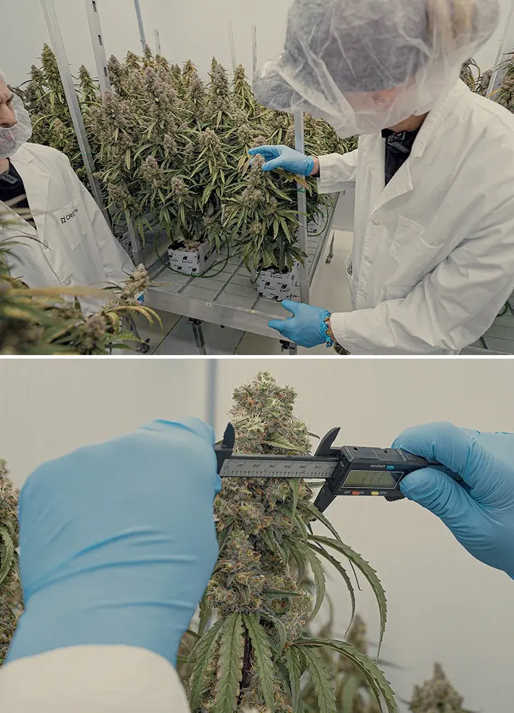 An illustration of uniform F1 cannabis hybrids growing in a controlled CRIC Labs environment, highlighting consistency in size, shape, potency, and flavor, set against a green background.