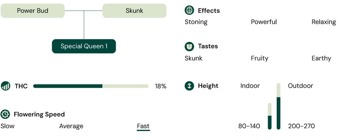 Special Queen 1 Strain Profile Alt Text: A visual representation of the Special Queen 1 cannabis strain, showcasing its characteristics such as THC content, height, flowering time, effects, tastes, and appearance.