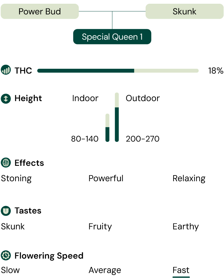 Special Queen 1 Strain Profile Alt Text: A visual representation of the Special Queen 1 cannabis strain, showcasing its characteristics such as THC content, height, flowering time, effects, tastes, and appearance.