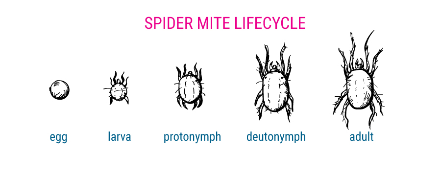 Spider Mites lyfecycle