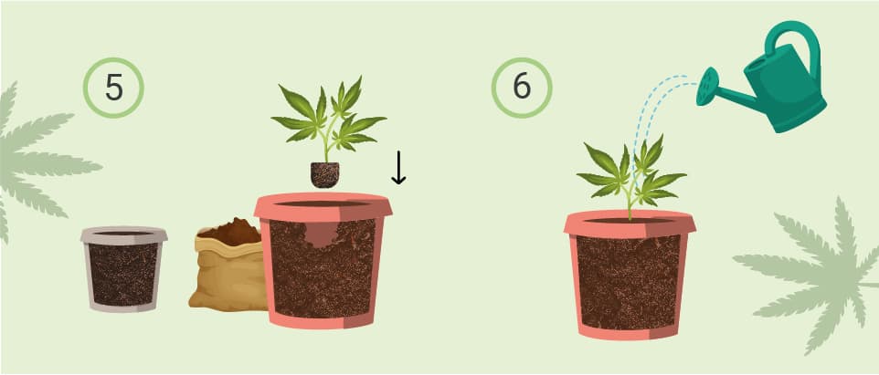 HOW TO TRANSPLANT CANNABIS
