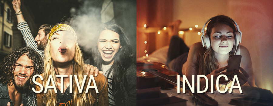 INDICA OR SATIVA?