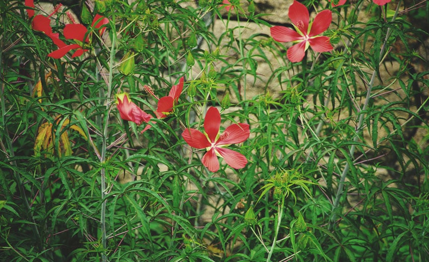 Scarlet Rosemallow (Hibiscus coccineus) and Southern Marigold (Tagetes minuta) plants displayed together, highlighting their large, cannabis-like leaves and elongated stems, with Scarlet Rosemallow featuring five-petaled flowers, while Southern Marigold shows thin leaves that can be mistaken for lanky sativa cannabis.