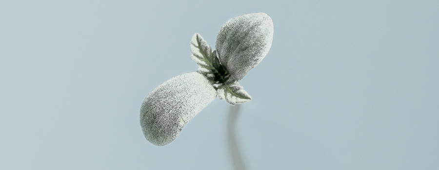 Seedling Albino Cannabis Plant