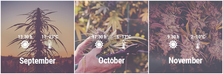 How To Grow Cannabis Outdoors In Germany September, October, November