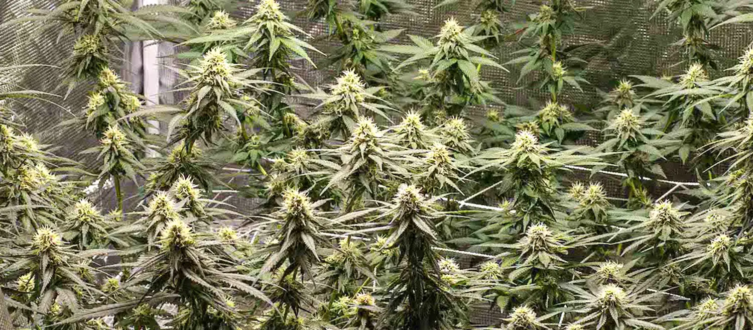 Shining Silver Haze Shining Silver Haze