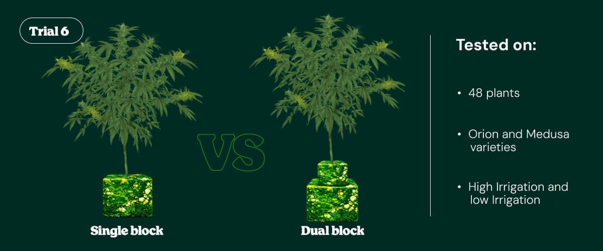Introduction to Trial 6 comparing single block vs dual block irrigation systems tested on cannabis plants under different irrigation levels