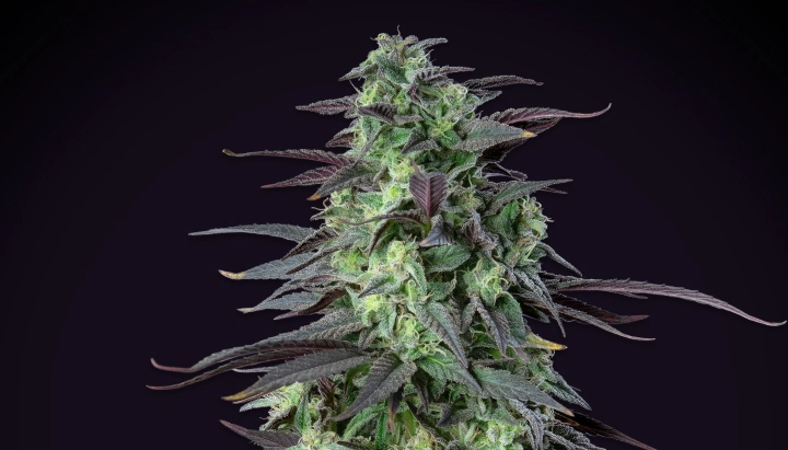 Skunk XL: Highest Yield Within 100 cm Skunk XL cannabis plant with dense frosty buds, purple-green leaves, white pistils, and compact flowering structure against a dark background.