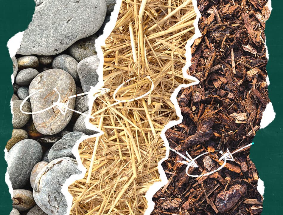 Types of Mulching Materials Image showing three mulching materials: rocks on the left, straw in the center, and wood chips on the right, with a torn paper effect and green border.