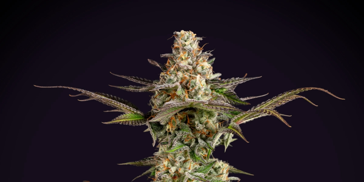 Somango XL: Dense Compact Yield Somango XL cannabis plant with a dense frosty cola, orange pistils, purple-green leaves, and compact flowering structure against a dark background.