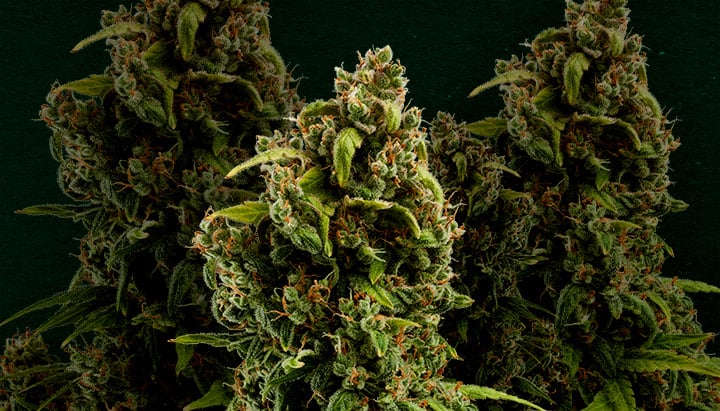 Sour Diesel: Best cannabis strain for cloning Why Sour Diesel is one of the best strains for cloning