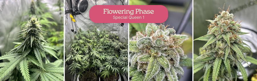 Flowering Phase of Special Queen 1 Cannabis A collage showing the flowering stage of Special Queen 1 cannabis plants, including close-up shots of buds and plants in various stages of development.