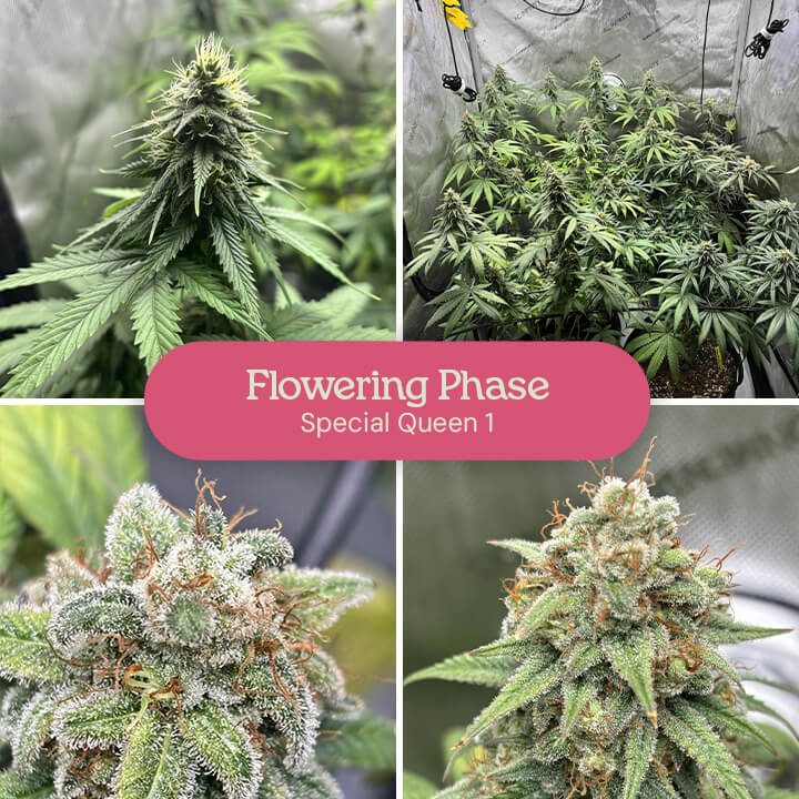 Flowering Phase of Special Queen 1 Cannabis A collage showing the flowering stage of Special Queen 1 cannabis plants, including close-up shots of buds and plants in various stages of development.
