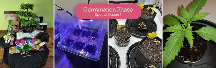 Germinating Special Queen 1 Cannabis Seeds A collage showing the germination process of Special Queen 1 cannabis seeds, including seeds in a germination tray, seedlings in pots, and a mature seedling.