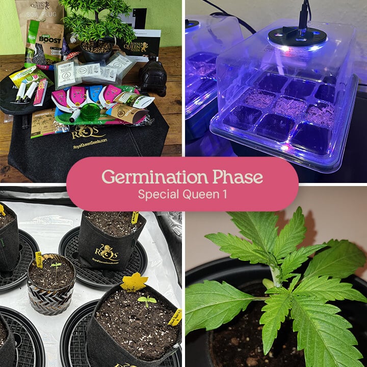 Germinating Special Queen 1 Cannabis Seeds A collage showing the germination process of Special Queen 1 cannabis seeds, including seeds in a germination tray, seedlings in pots, and a mature seedling.