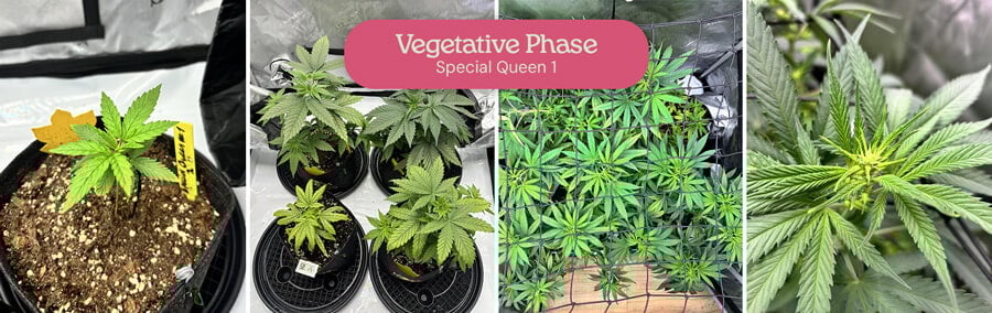 Vegetative Phase of Special Queen 1 Cannabis A collage showing the vegetative growth of Special Queen 1 cannabis plants, from small seedlings to mature plants in pots and a larger plant in a grow tent.