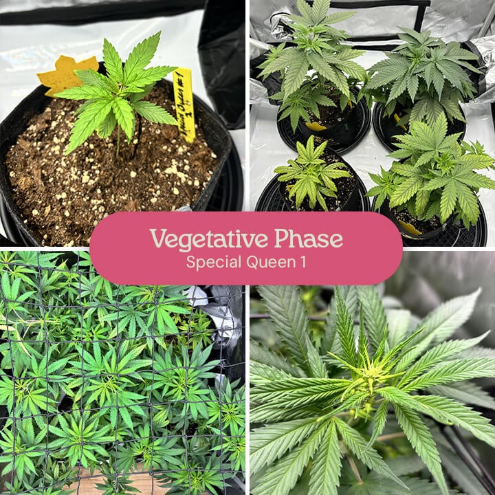 Vegetative Phase of Special Queen 1 Cannabis A collage showing the vegetative growth of Special Queen 1 cannabis plants, from small seedlings to mature plants in pots and a larger plant in a grow tent.