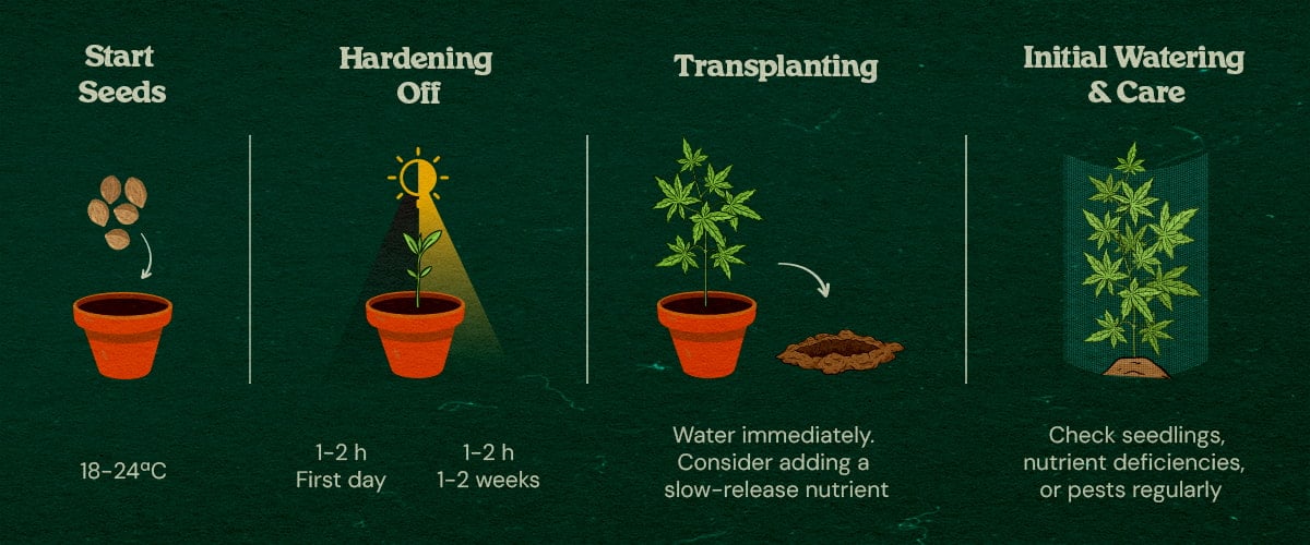 Cannabis seedlings in a forest with step-by-step guides on indoor seed starting, hardening off, transplanting, and initial care, surrounded by trees and natural cover.