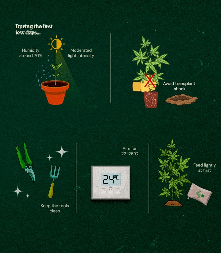 Illustrated guide to cannabis clone care: high humidity, moderate light, clean tools, optimal temperature 22-26°C, avoid transplant shock, and light feeding for healthy rooting.